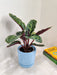 Elegant Calathea Medallion for eco-friendly corporate gifts
