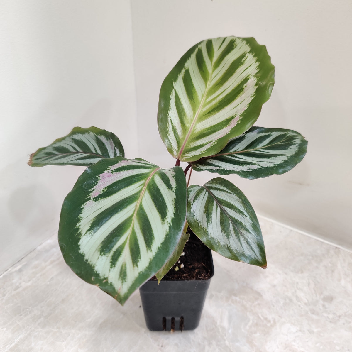 Calathea roseopicta 'Cora' 12cm