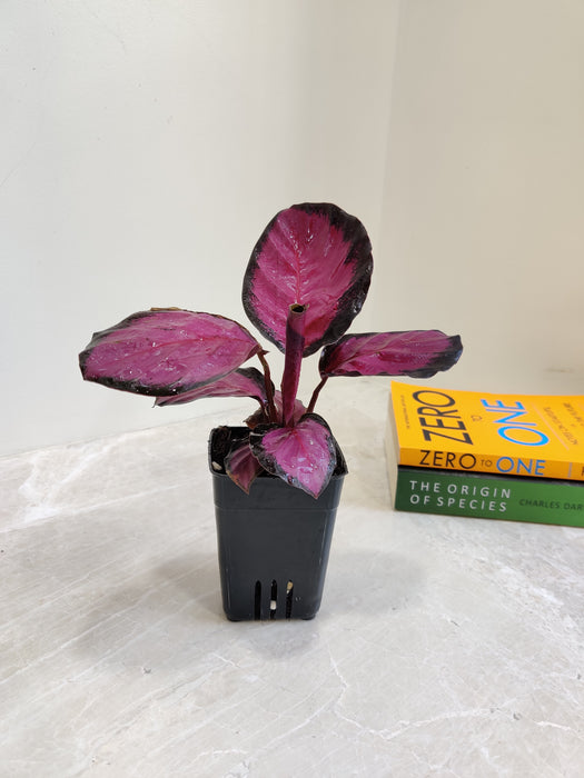 Crimson Calathea plant perfect for home or office.