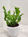 Asplenium-Nidus-Crispy-Lush-Foliage