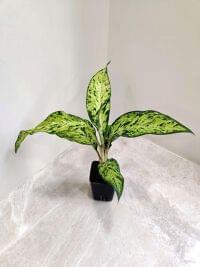 Dieffenbachia Star Bright with Vibrant Green Leave