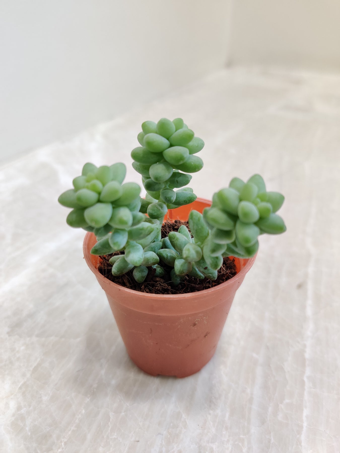 Sedum Succulents