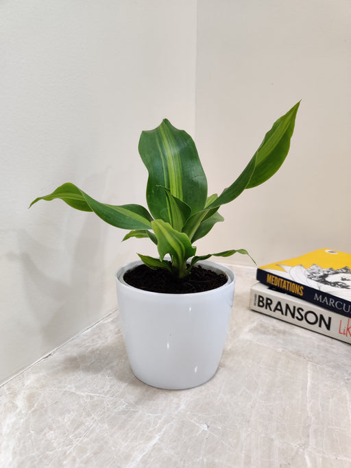 Elegant Dracaena Darasingh for corporate gifting