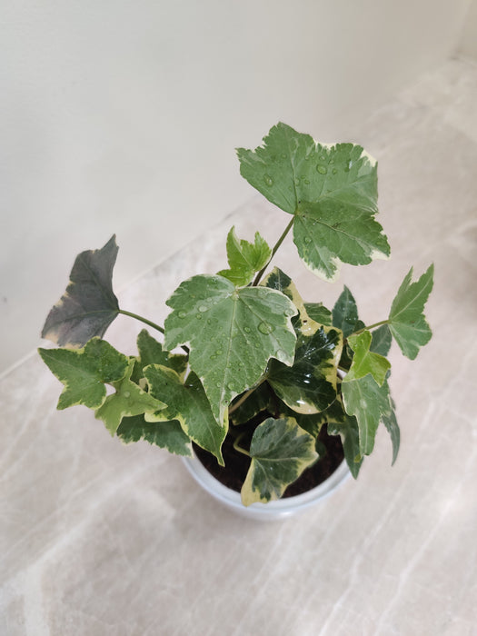 Air Purifying English Ivy Plant for Healthier Work Environment