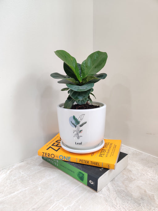 Ficus Lyrata plant in white ceramic pot for office