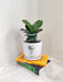 Ficus Lyrata plant in white ceramic pot for office