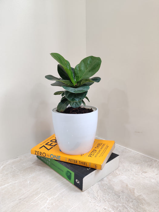 Elegant Ficus Lyrata as a sophisticated gift