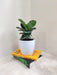 Elegant Ficus Lyrata as a sophisticated gift