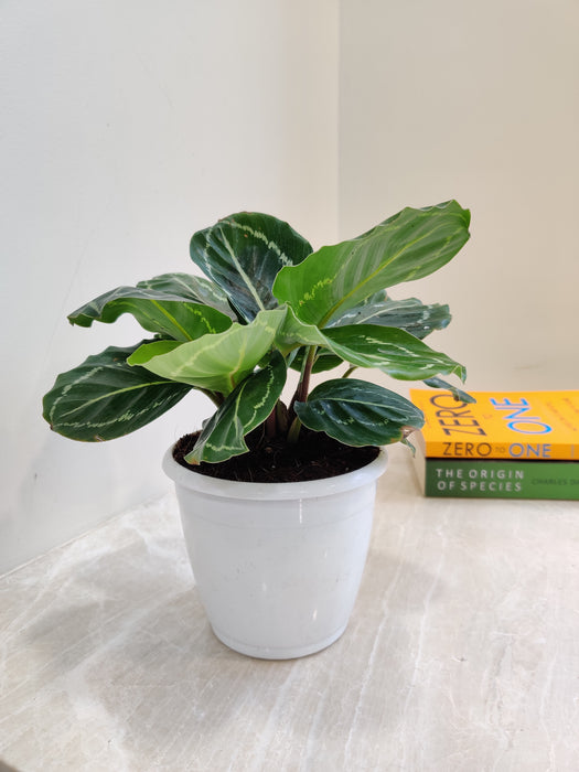 Air purifying qualities of Green Lipstick Plant
