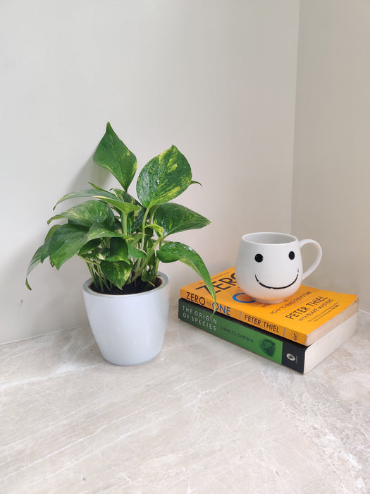 Money Plant Gift for Wealth and Prosperity