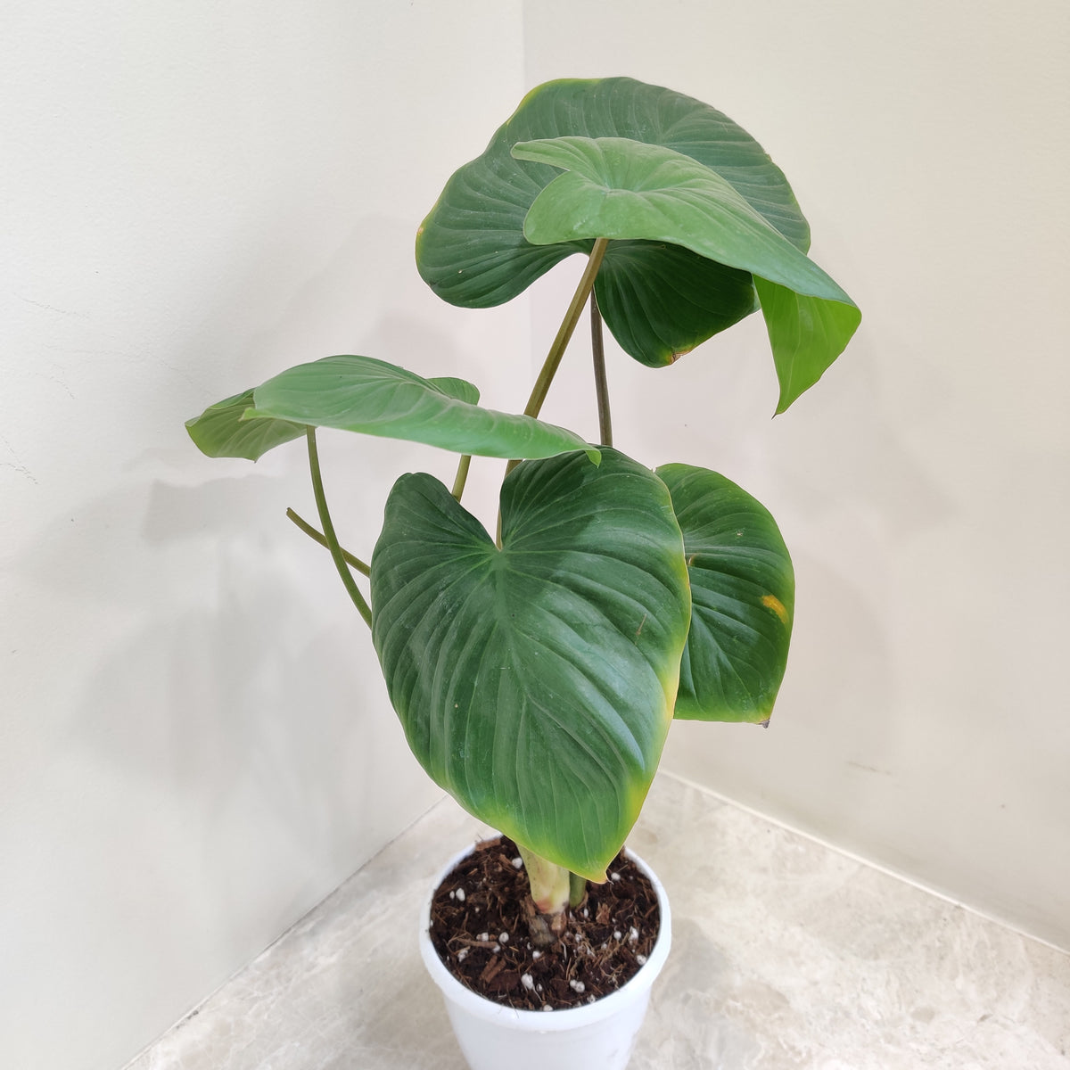 Homalomena HR6 【K0522-f3】 Homalomena Varieties | Plant Care