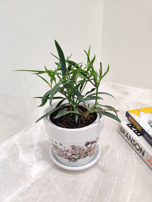 Hoya Longifolia plant perfect for corporate gifting