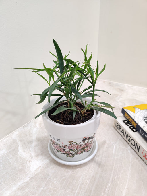 hoya plant air purifier Buy Hoya Longifolia
