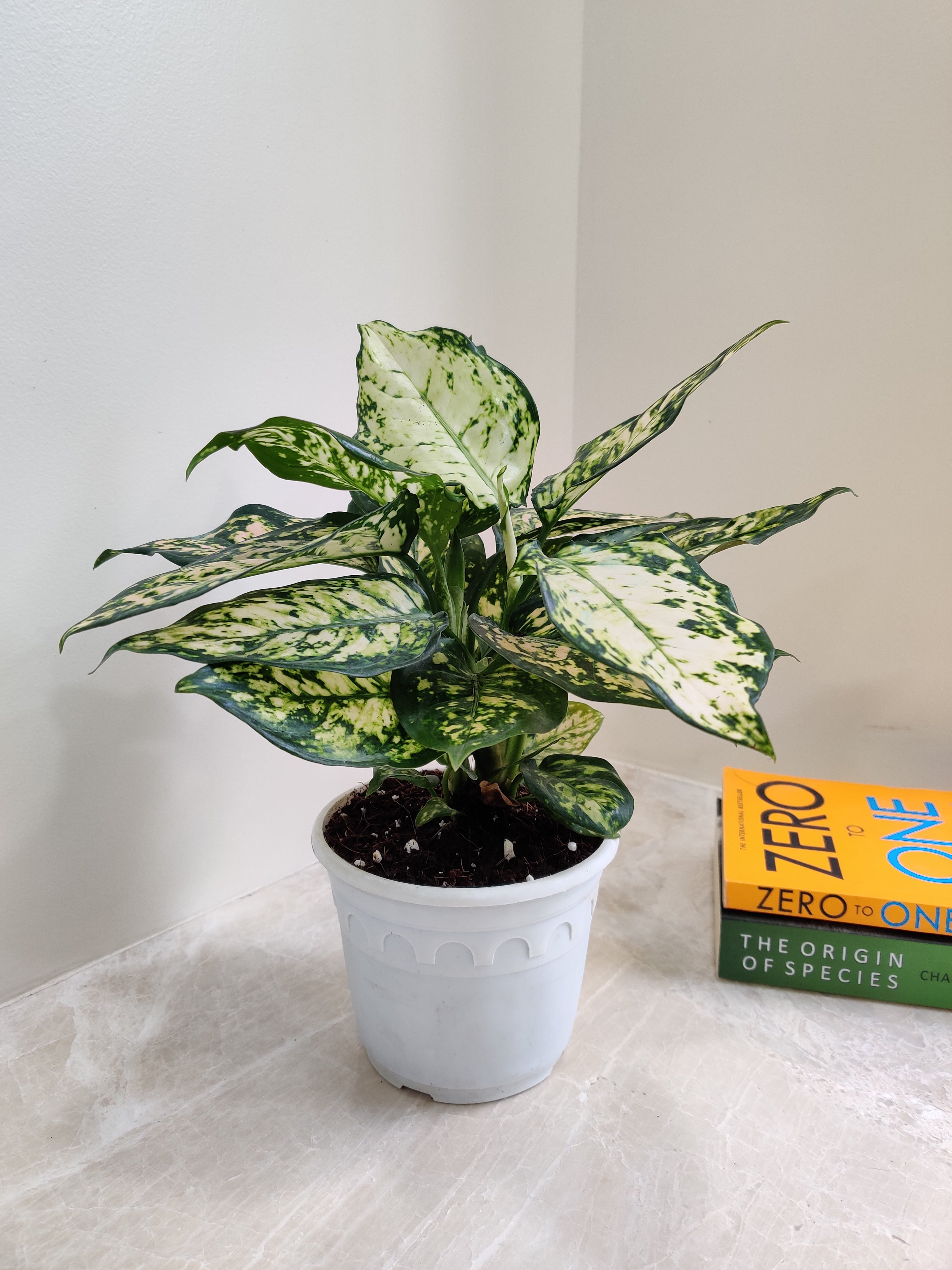 Buy Aglaonema 'White Anjuman' Plant Online  ChhajedGarden.com