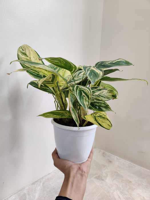 Calathea Charlie plant purifying indoor air