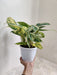 Calathea Charlie plant purifying indoor air