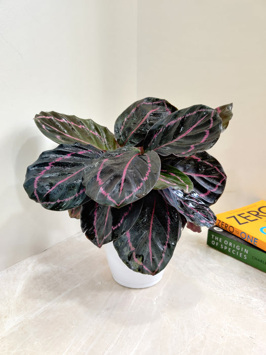 Indoor Calathea Dottie plant with vibrant pink strokes
