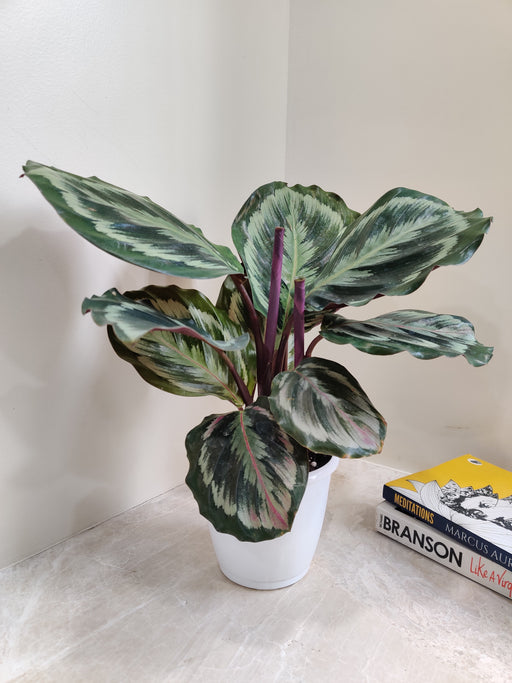 Air purifying Calathea Marion for Indoor Plant
