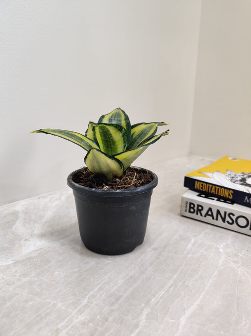 sansevieria golden hahnii for sale Buy Golden Hahnii Sansevieria