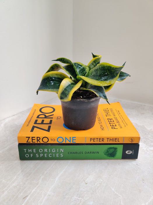 Statement Indoor Sansevieria Tornado in Pot