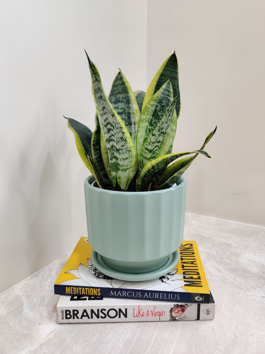 Good Luck Symbolic Snake Plant for Corporate Gifting
