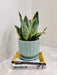 Good Luck Symbolic Snake Plant for Corporate Gifting