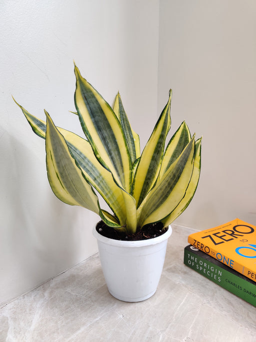 Indoor Resilient Ghost Sansevieria Plant