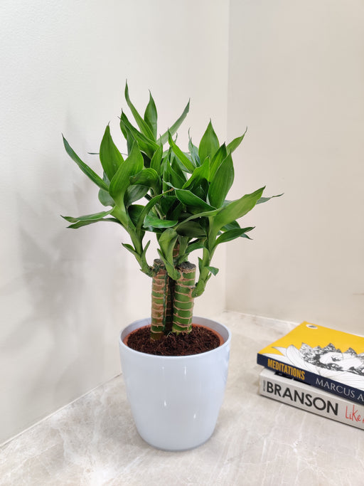 Lotus Bamboo corporate gift for prosperity