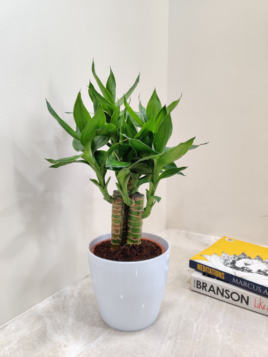 Lotus Bamboo corporate gift for prosperity