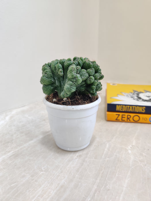 Monstrose Cactus with unique twisted growth in white po