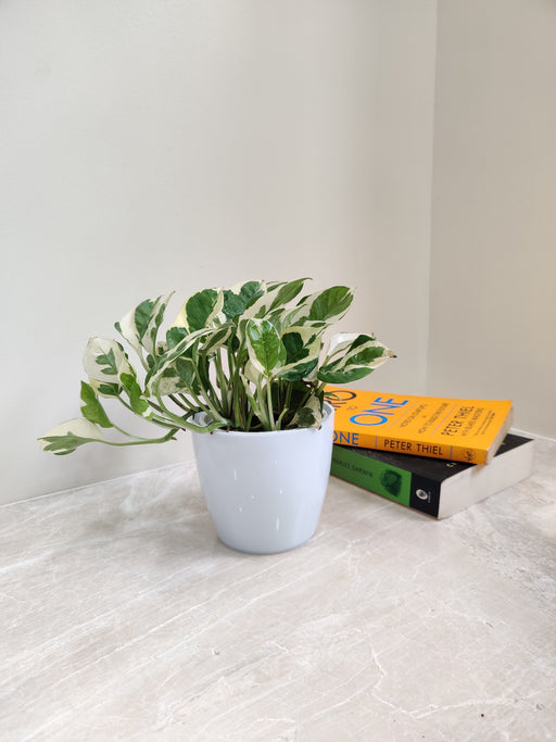 N'Joy Money Plant for Corporate Gifting