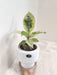 Prosperous Gift Rubber Plant in Stylish Ceramic Container