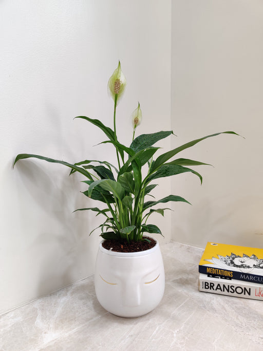 Corporate gift Peace Lily with lush green leaves