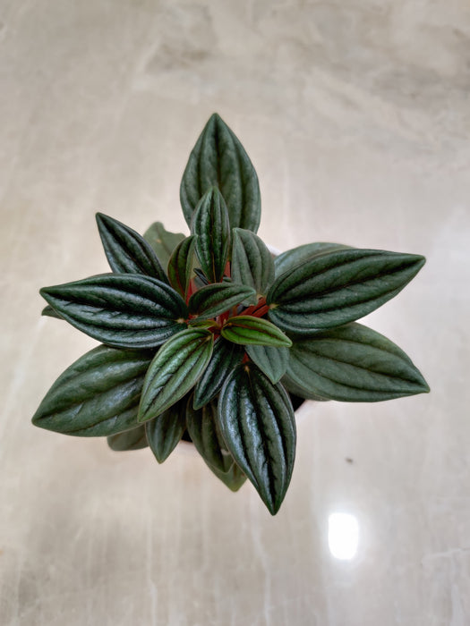 Peperomia caperata 'Rossa' with Air Purifying Qualities