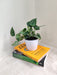Corporate gift idea - Silver Money Plant with air purifying qualities