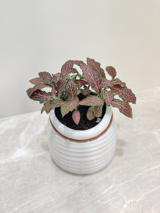 Air-purifying Red Fittonia for a fresh work environment