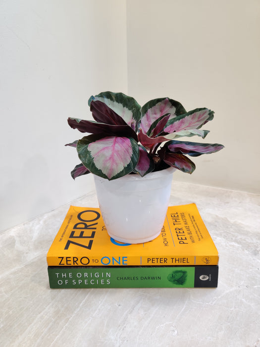 Air purifying Rosy Calathea houseplant in a pot