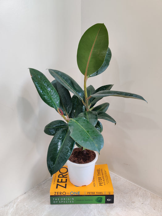 Easy Care Indoor Rubber Plant