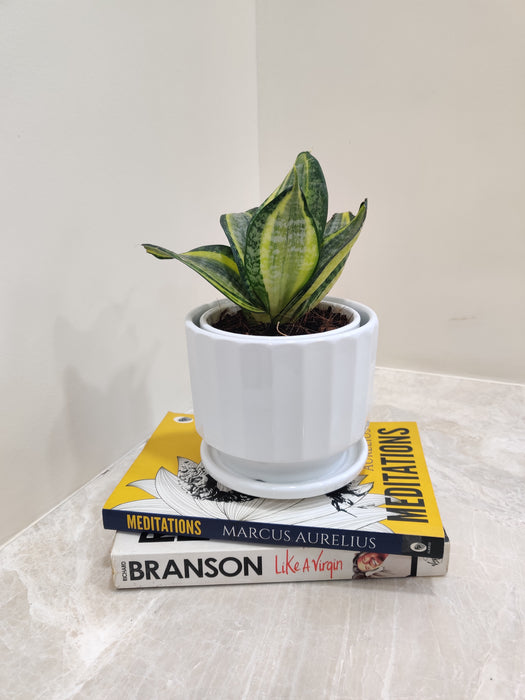 Low Maintenance Indoor Snake Plant for Workspaces