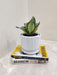 Low Maintenance Indoor Snake Plant for Workspaces