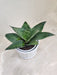 Air-Purifying Snake Plant for Health