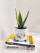 Sturdy and Elegant Snake Plant for Workspaces