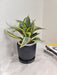 Low maintenance Snake Plant ideal for office environments