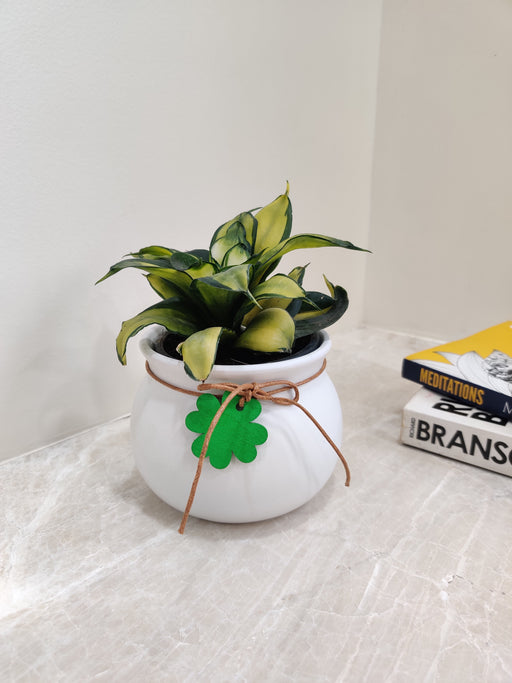 Elegant Snake Plant perfect for office desks