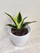 Indoor Snake Plant perfect for office spaces