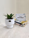 Adaptable Indoor Snake Plant for Workspaces