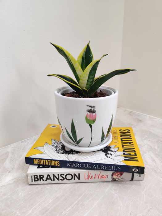 Healthy indoor Snake Plant for gifting