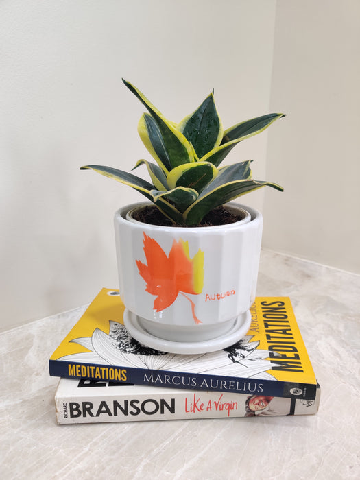 Low Maintenance Corporate Gift Plant