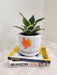 Low Maintenance Corporate Gift Plant