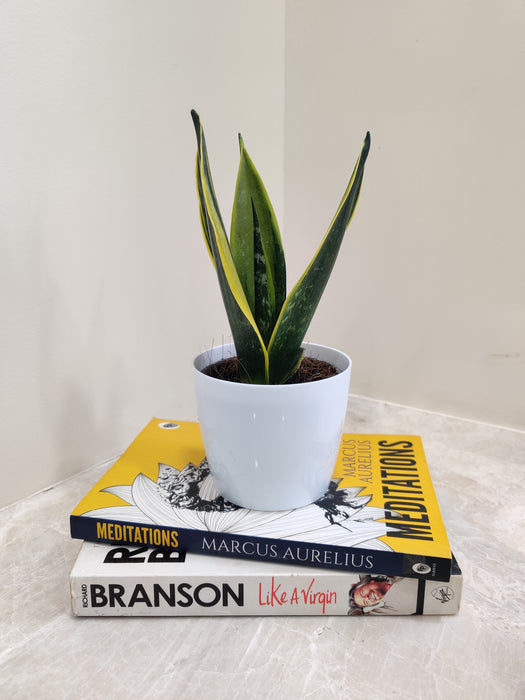 Low Maintenance Snake Plant for Busy Professionals
